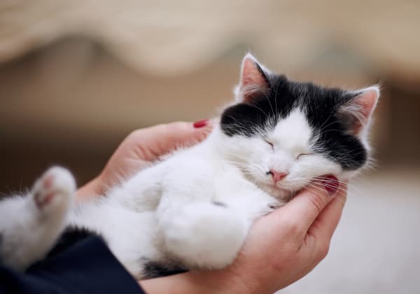 Specialists | Montecito Pet Hospital | Montecito Speciality & Emergency Vet