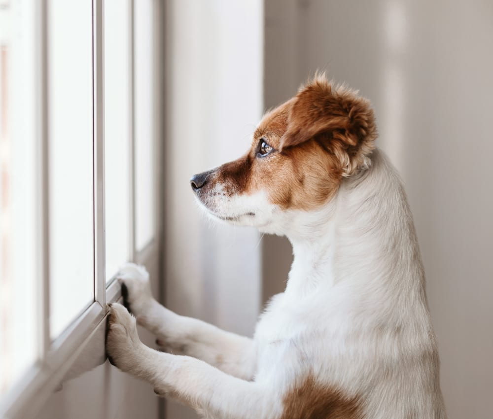 Montecito Pet Hospital | Montecito Speciality & Emergency Vet